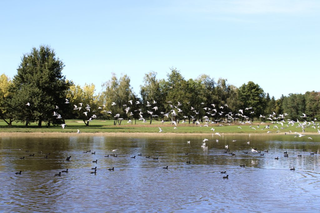 Golf & Biodiversité : biodiversité locale, agissons !