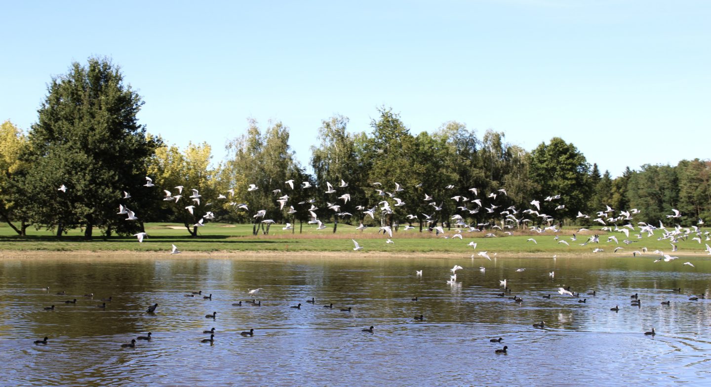 Golf & Biodiversité : biodiversité locale, agissons !